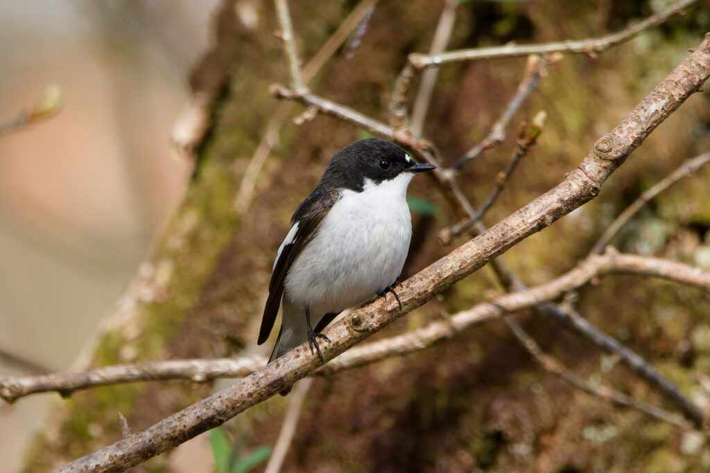 Pied Flycatcher